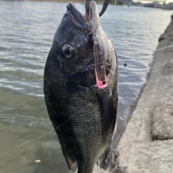 海田河口で黒鯛
