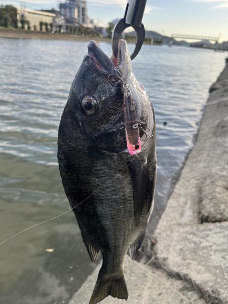 海田河口で黒鯛