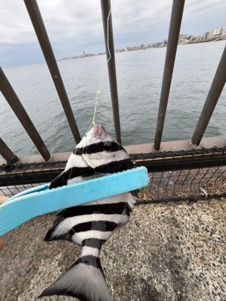 銅付きでサンバ