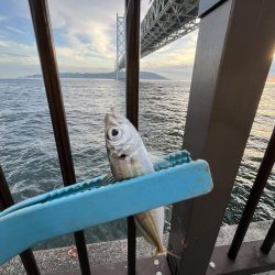 アジしか勝たん