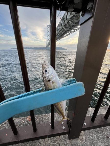 アジしか勝たん