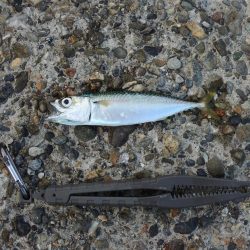 アジを狙ったがサバばかり