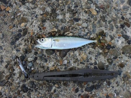 アジを狙ったがサバばかり