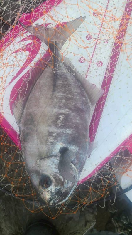 和歌山大引の磯でフカセ釣り