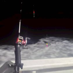 和歌山県市江でアカイカ釣り