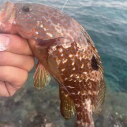 2025 佐渡ヶ島エギング Vol.5【9月7日】