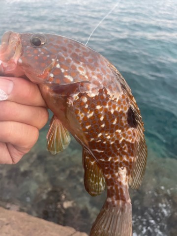 2025 佐渡ヶ島エギング Vol.5【9月7日】