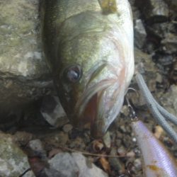 9月24日　一庫ダム釣行