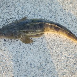 南大阪！鉄板マゴチ‼