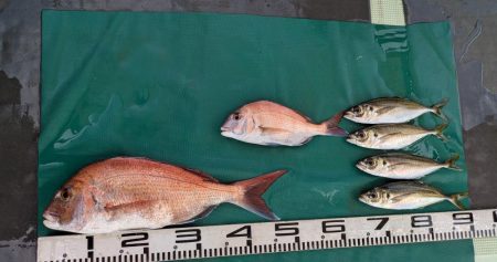 暑さも落ち着き、海はどうだろう…