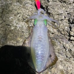 2025 佐渡ヶ島エギング Vol.3【9月5日】