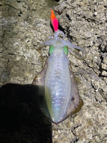 2025 佐渡ヶ島エギング Vol.3【9月5日】