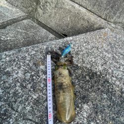 エギング　厳しい………