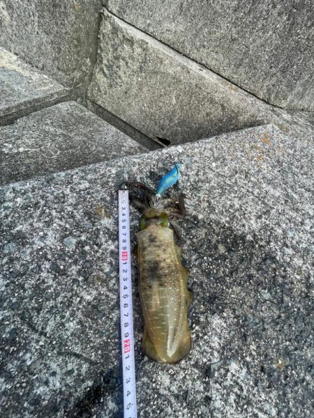 エギング 厳しい………