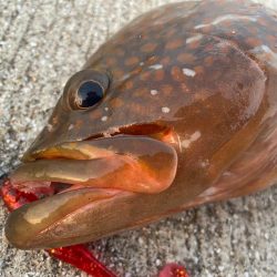 デイアコウがんばる・・・アコウ43cm