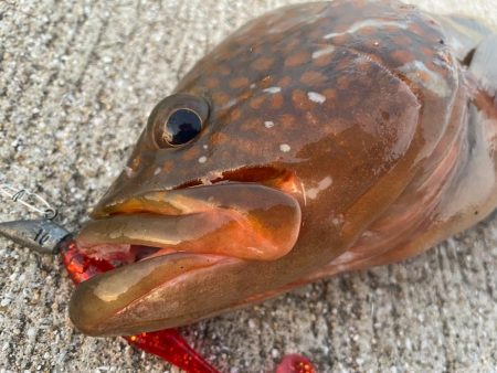 デイアコウがんばる・・・アコウ43cm