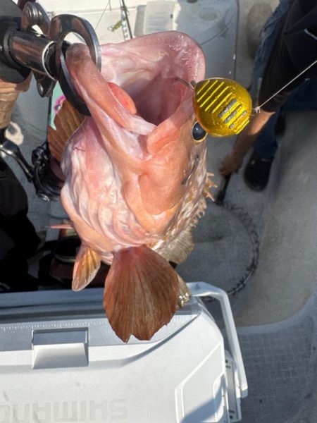 瀬戸内海一つテンヤゲーム