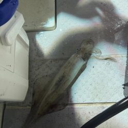 激渋イカメタル🦑