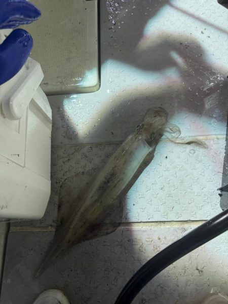 激渋イカメタル🦑