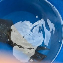 またまたアオリイカ釣りに