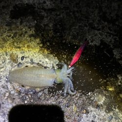 ナイトエギングです