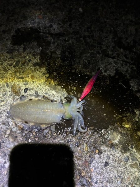 ナイトエギングです