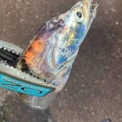 朝マズメの太刀魚調査