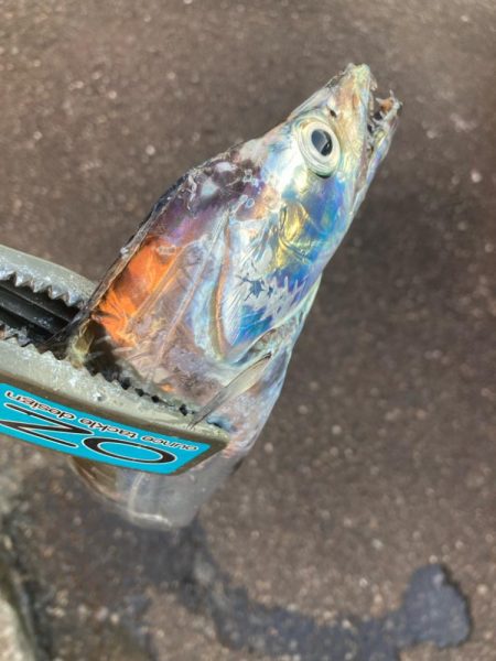 朝マズメの太刀魚調査