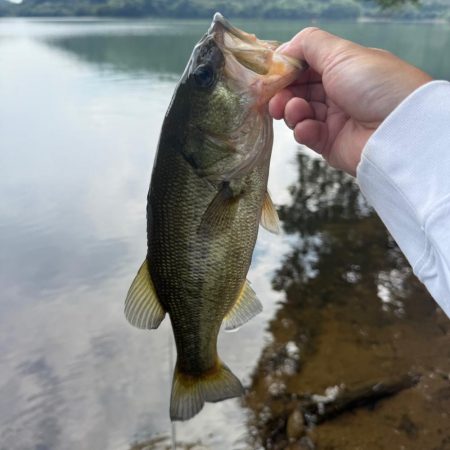 秋めいてますね