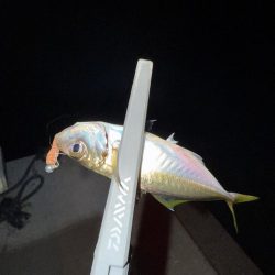 エギンガー満員御礼