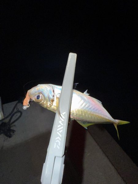 エギンガー満員御礼