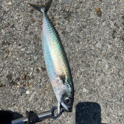 灼熱の小浦一文字