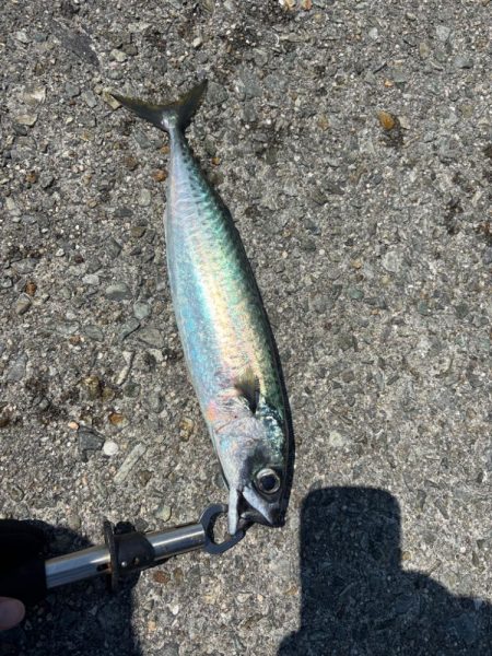 灼熱の小浦一文字