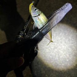 初場所エギング