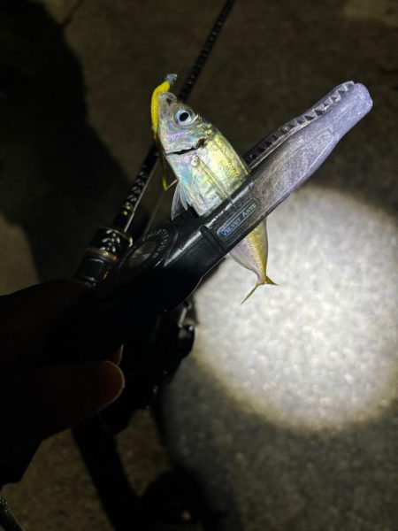 初場所エギング