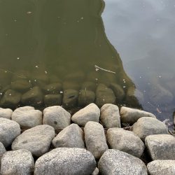 ハマりつつあるテナガエビ