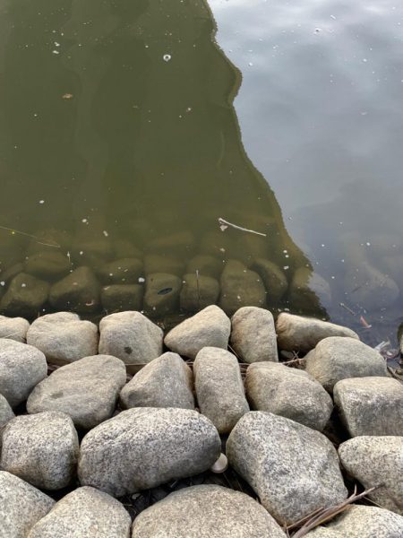 ハマりつつあるテナガエビ