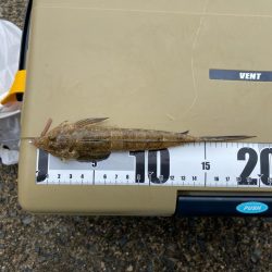 キスも良いがガッチョがでかい