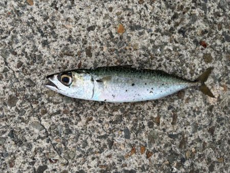 ジグサビキ　37