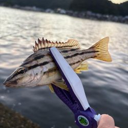 久々マヅメ狙いライトゲーム、ライトエギング　