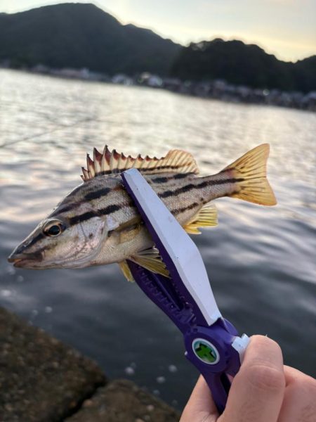 久々マヅメ狙いライトゲーム、ライトエギング　