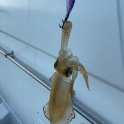 2回目のティップランエギング