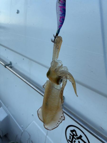 2回目のティップランエギング