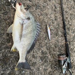 シーバス青物狙ってもチヌ!