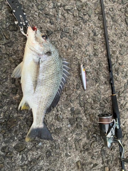 シーバス青物狙ってもチヌ！