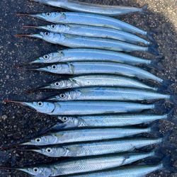 サヨリと、イワシ