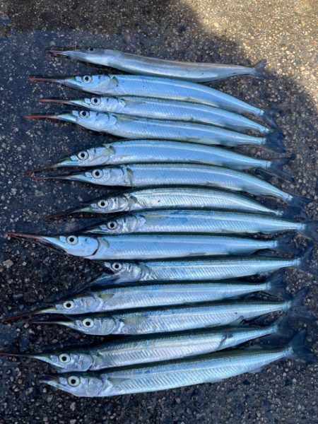 サヨリと、イワシ