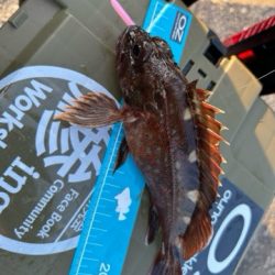 アコウばかり、でもね・・・