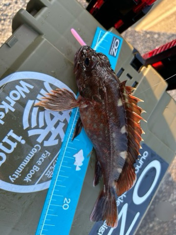 アコウばかり、でもね・・・