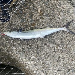 サゴシとアオリイカ